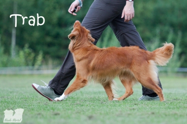 Trab