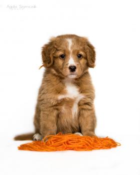 orange