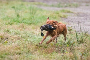 13802035-F46FCE09EF6979E64F94k