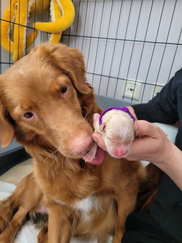 Wikinger Prinzessin Maiden